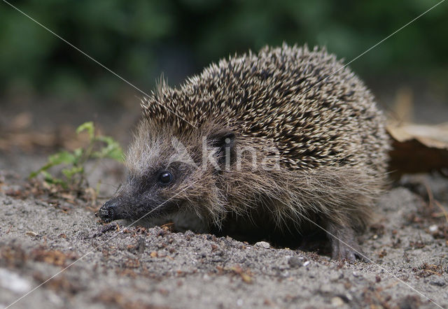 Egel (Erinaceus europaeus)