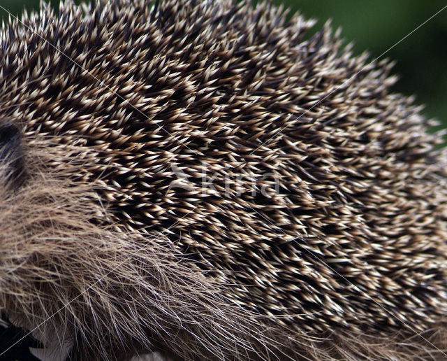 Egel (Erinaceus europaeus)