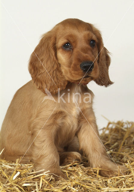 Engelse cocker spaniel (Canis domesticus)