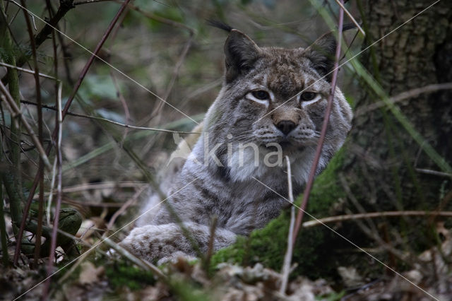 Euraziatische lynx (Lynx lynx)