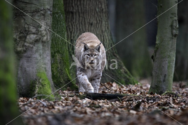 Euraziatische lynx (Lynx lynx)