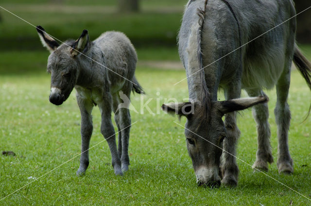 Ezel (Equus asinus)