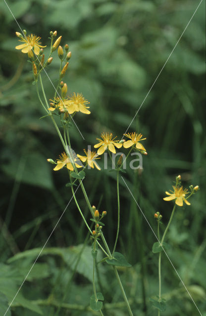 Fraai hertshooi (Hypericum pulchrum)