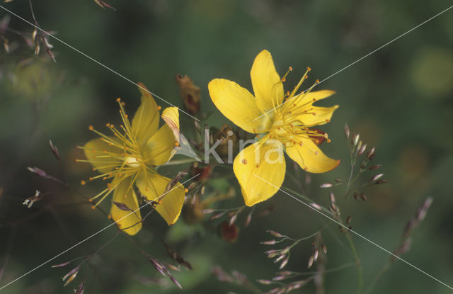 Fraai hertshooi (Hypericum pulchrum)