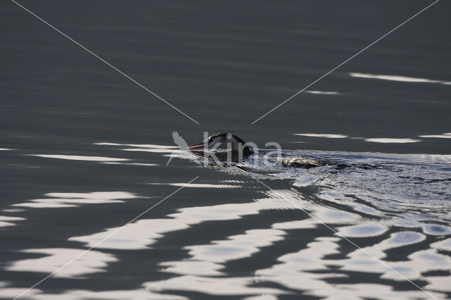 Great Crested Grebe (Podiceps cristatus)