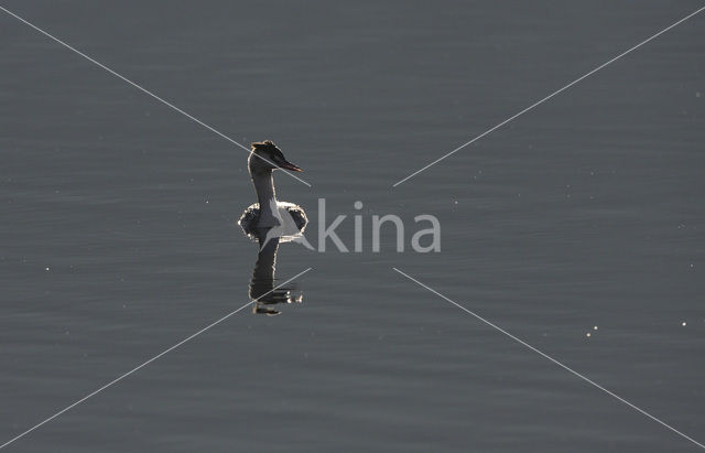 Great Crested Grebe (Podiceps cristatus)