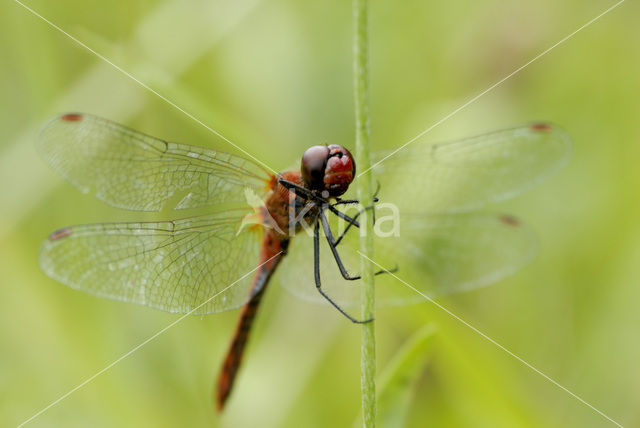 Yellow-winged Darter (Sympetrum flaveolum)