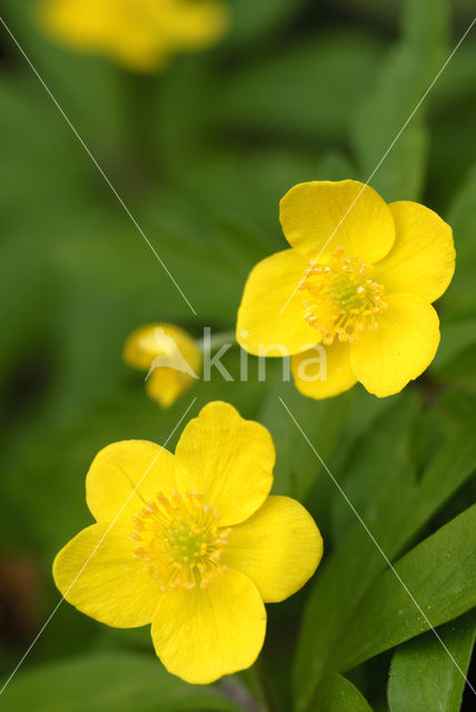 Gele anemoon (Anemone ranunculoides)