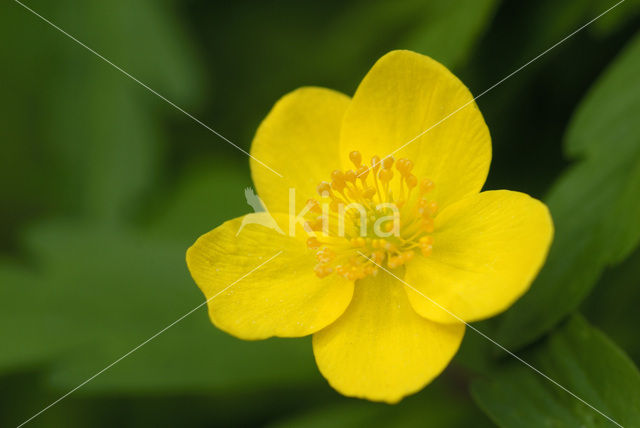 Gele anemoon (Anemone ranunculoides)