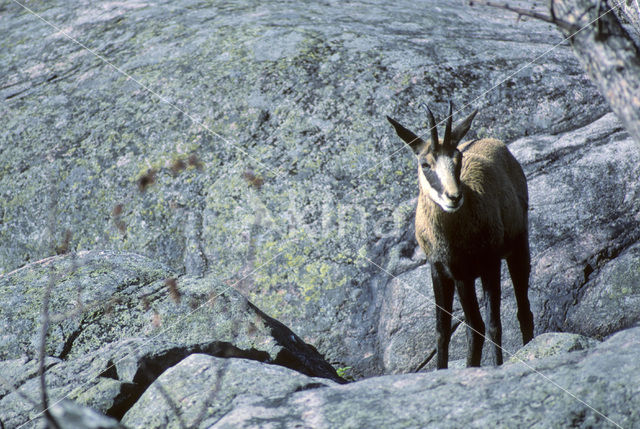 Chamois (Rupicapra rupicapra)