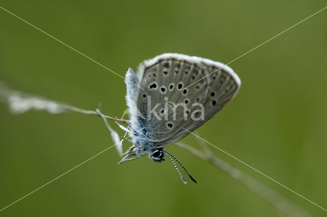 Gentiaanblauwtje (Maculinea alcon)