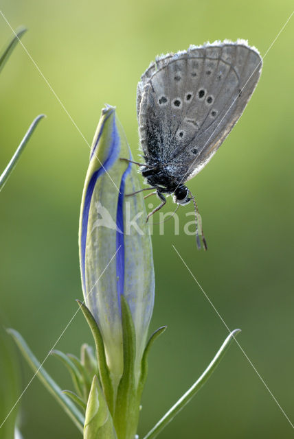 Gentiaanblauwtje (Maculinea alcon)