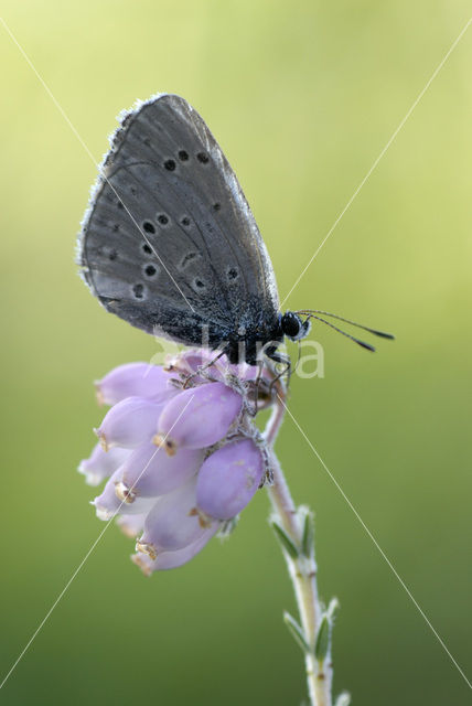 Gentiaanblauwtje (Maculinea alcon)