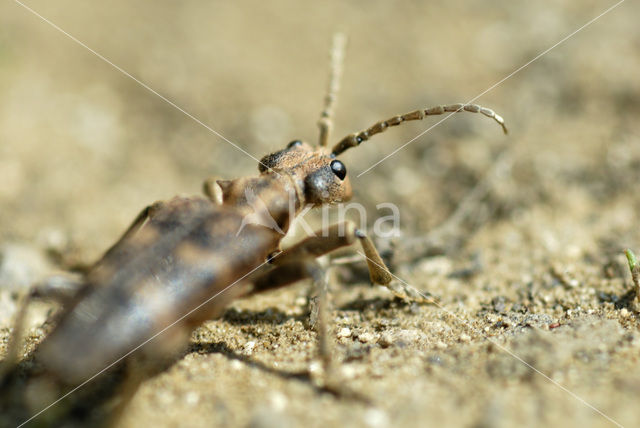 two-banded longhorn beetle (Rhagium bifasciatum)