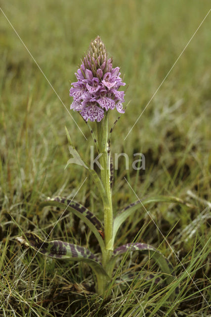 Spotted orchid (Dactylorhiza maculata var. podesta)