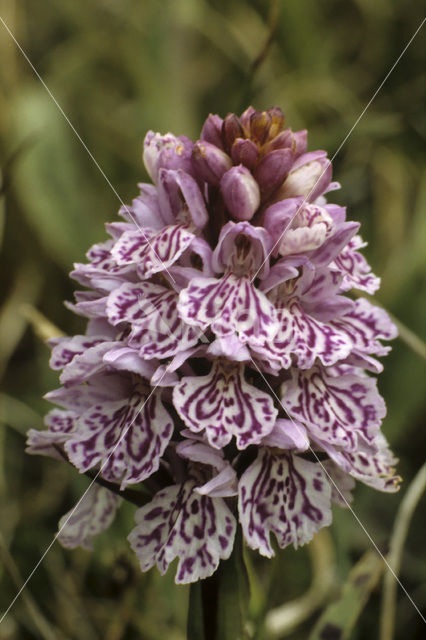 Gevlekte orchis (Dactylorhiza maculata var. podesta)