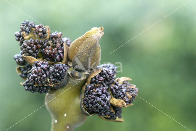 Gewone es (Fraxinus excelsior)