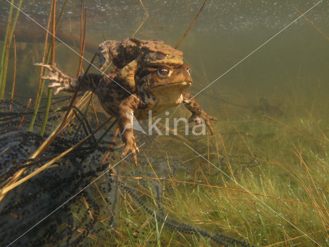 Gewone pad (Bufo bufo)