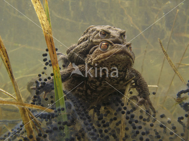 Gewone pad (Bufo bufo)