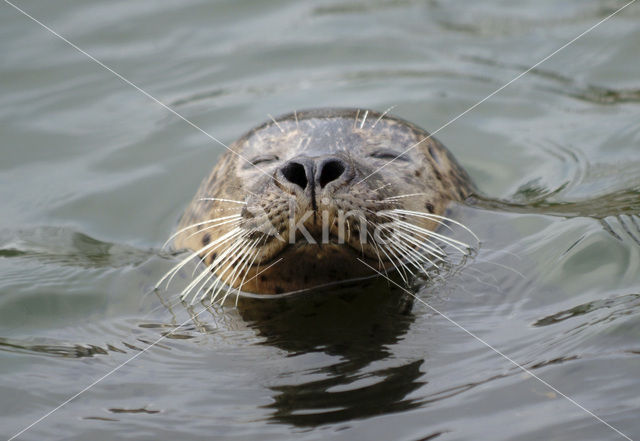 Gewone zeehond (Phoca vitulina)