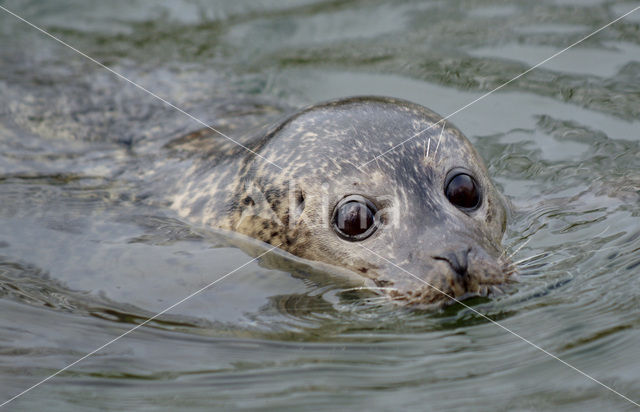 Gewone zeehond (Phoca vitulina)