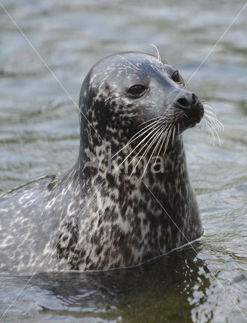 Gewone zeehond (Phoca vitulina)