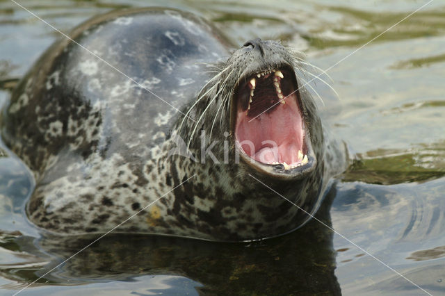 Gewone zeehond (Phoca vitulina)