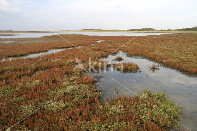 Gewone zoutmelde (Atriplex portulacoides)