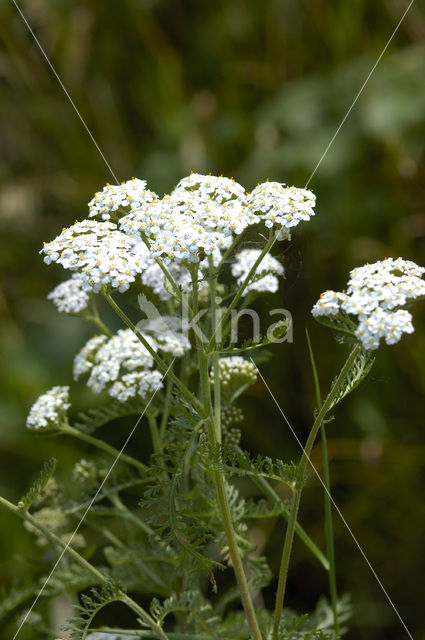 Gewoon duizendblad (Achillea millefolium)