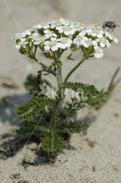 Gewoon duizendblad (Achillea millefolium)