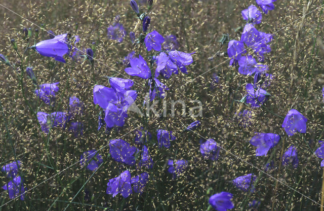 Grasklokje (Campanula rotundifolia)