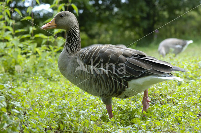 Grauwe Gans (Anser anser)