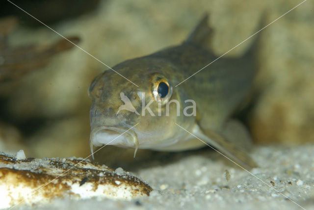 Gudgeon (Gobio gobio)