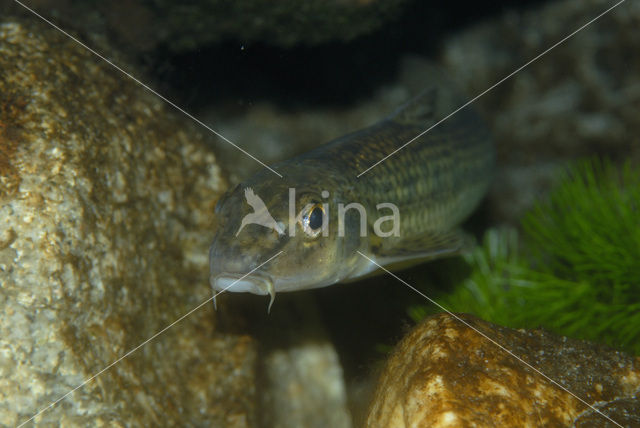 Gudgeon (Gobio gobio)