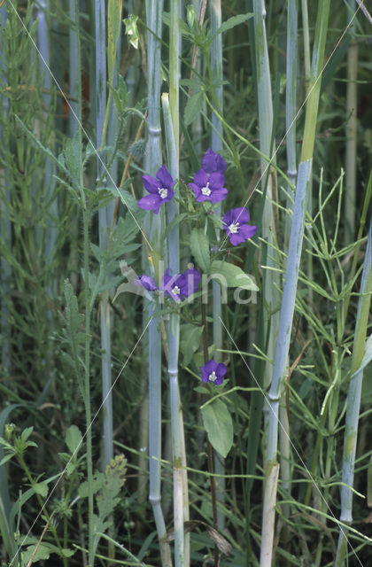 Groot spiegelklokje (Legousia speculum-veneris)