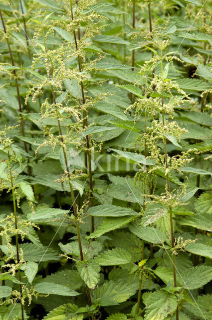 Grote brandnetel (Urtica dioica)