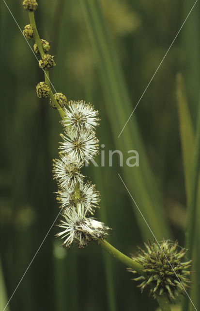 Grote egelskop (Sparganium erectum)