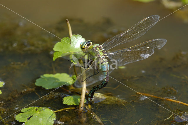 Grote keizerlibel (Anax imperator)