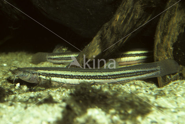 Weatherfish (Misgurnus fossilis)