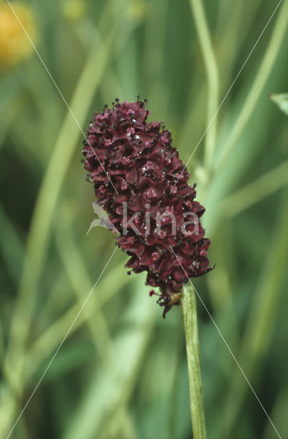 Greater Burnet (Sanguisorba officinalis)