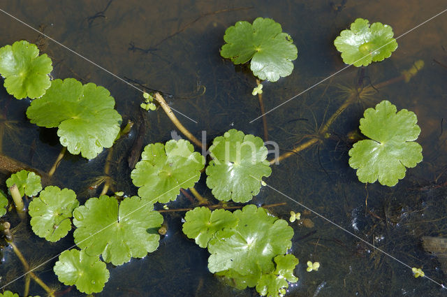 Grote waternavel (Hydrocotyle ranunculoides)