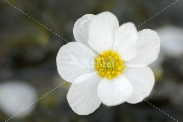 Grote waterranonkel (Ranunculus peltatus)