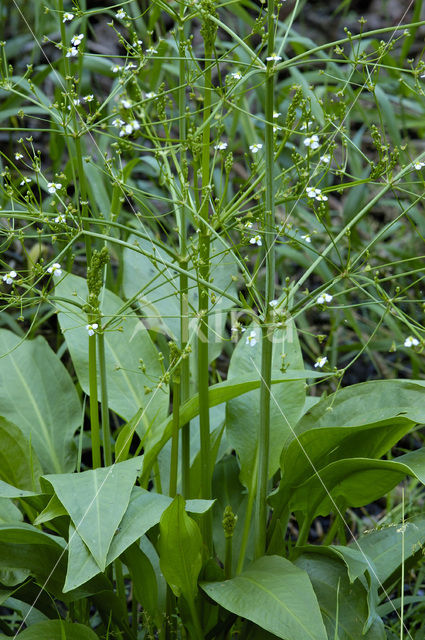 Grote waterweegbree (Alisma plantago-aquatica)