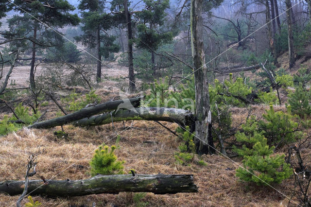 Grove den (Pinus sylvestris)