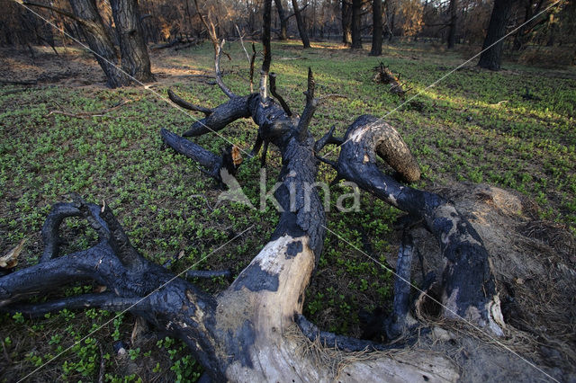 Grove den (Pinus sylvestris)