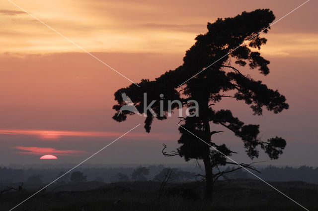 Grove den (Pinus sylvestris)