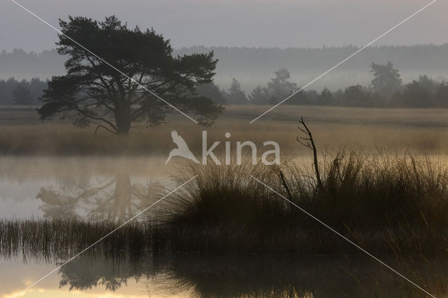 Grove den (Pinus sylvestris)