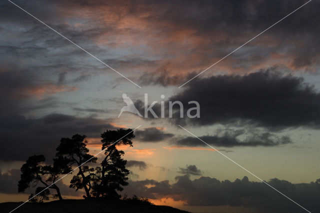 Grove den (Pinus sylvestris)