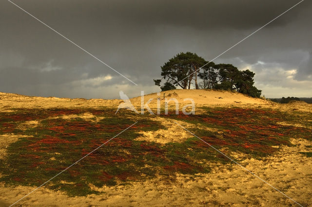 Grove den (Pinus sylvestris)