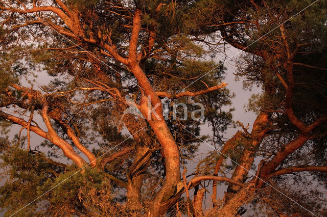 Grove den (Pinus sylvestris)